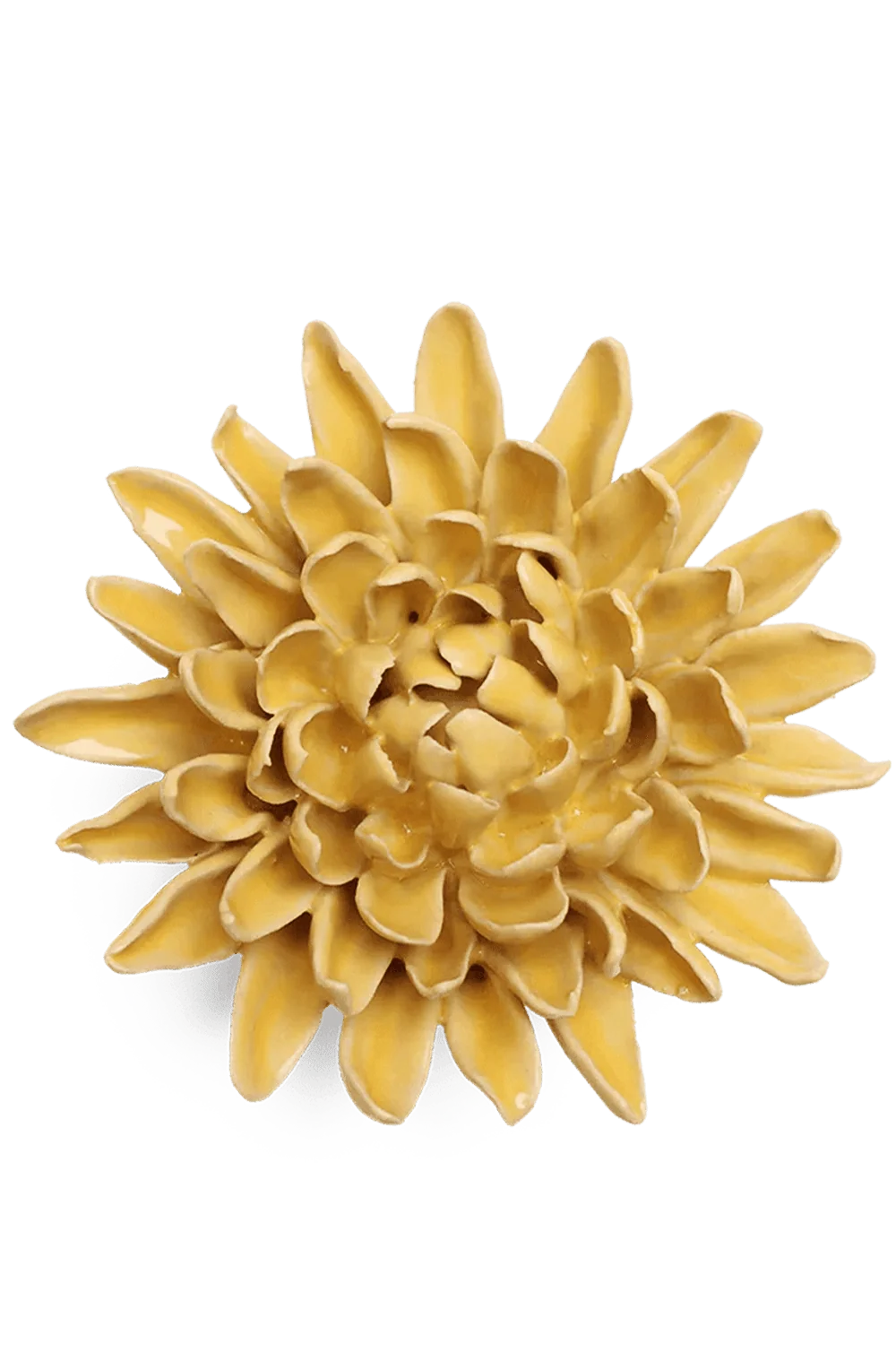 Buttercup Yellow Chrysanthemum