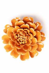 Orange Fiesta Marigold