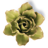 Peridot Stargazer Lily