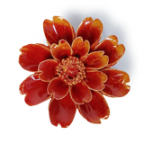 Orange Yellow Paris Daisy